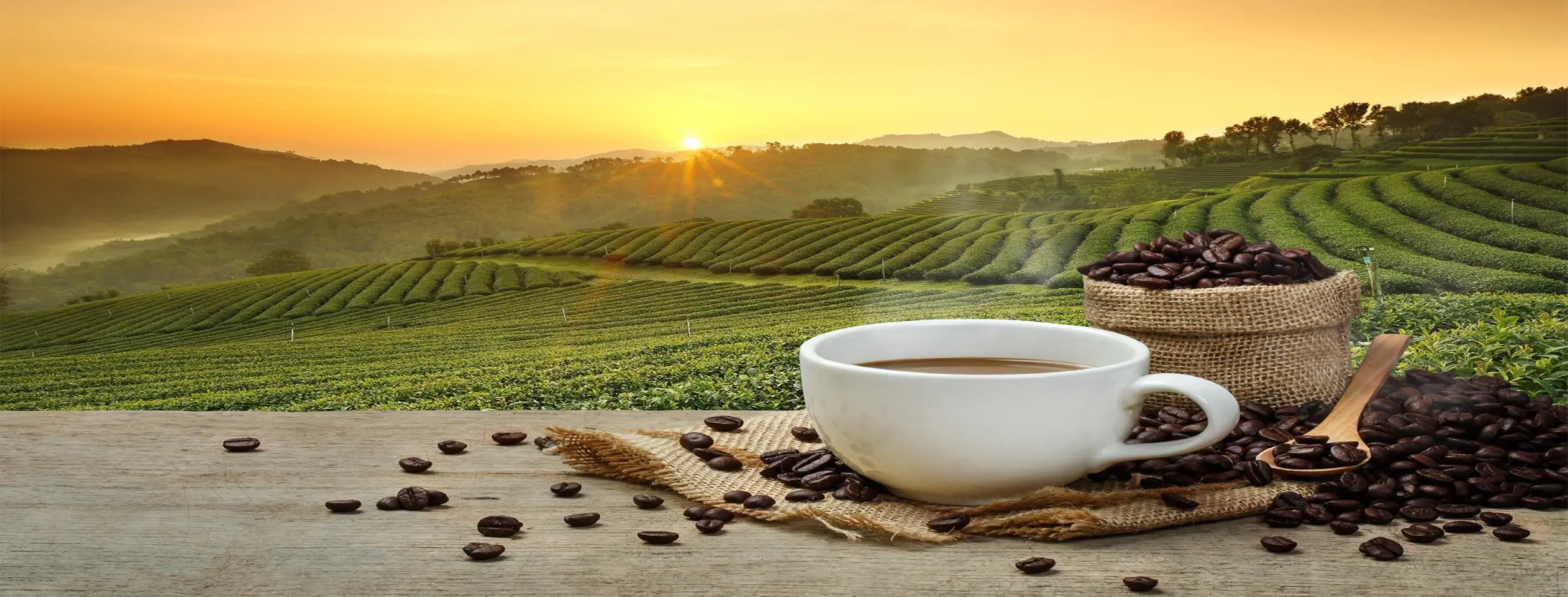 Image for Coffee Tour